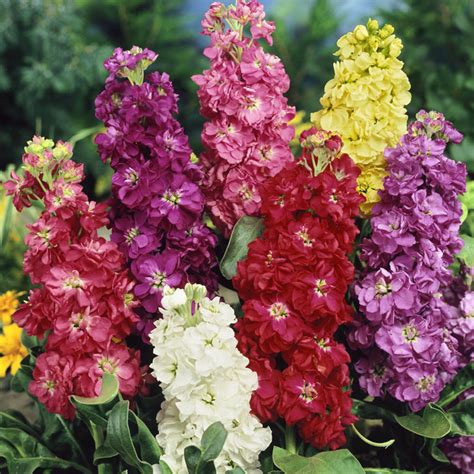 Midget Mix Stock Seeds - Annual Flower Seeds