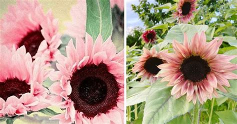 Midnight oil pink sunflowers. Things To Know About Midnight oil pink sunflowers. 