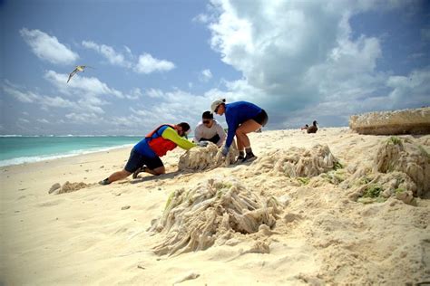 Midway Through Cleaning Up Midway Island Plastic …