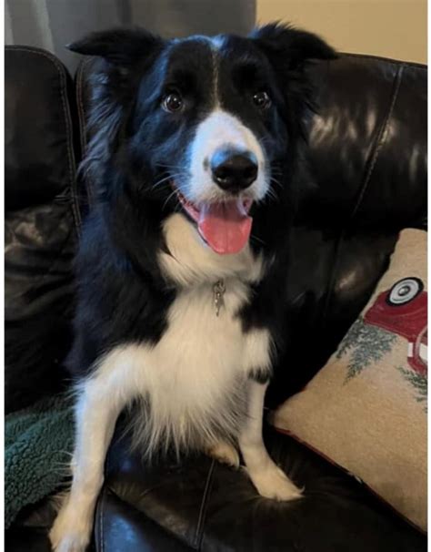 1 of 10. Border Collie mix. Patient home needed for this guy who is pretty afraid of things right now. He absolutely would benefit from having... » Read more ». Vermilion County, Danville, IL. Details / Contact. I am 52lbs, 1 year old, and seeking my forever home! Adoption Donation: $450 All dogs are microchipped, neutered,.... 