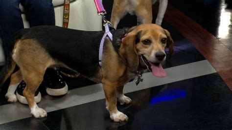 Midwest BREW (Beagle Rescue, Education and Welfare) · May 22 