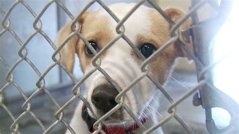 Midwest city animal shelter. Midwest City Animal Welfare says the shelter is full so they are offering free adoptions for all dogs on Monday, Jan. 18 and Tuesday, Jan. 19. Officials say most of the dogs are strays, so they ... 