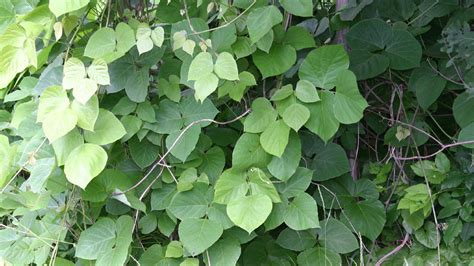 Midwest primed to be next frontier for invasive plant kudzu