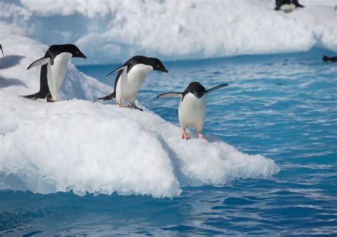 Mientras los pingüinos de la Antártida luchan con niveles récord de hielo marino, una especie se está adaptando y nos ofrece lecciones a todos