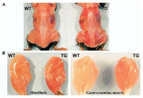 Mighty Mice Regrow Organs WIRED