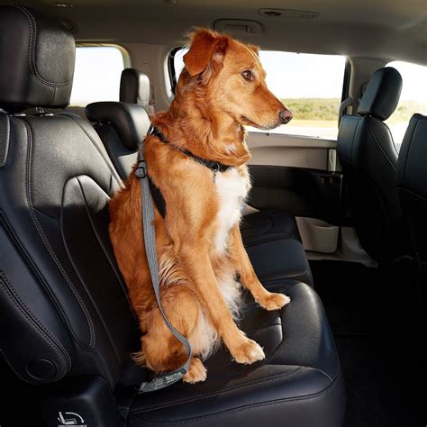 Mighty Paw Dog Vehicle Safety Belt - Chewy