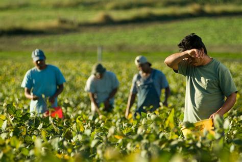 Migrant and Seasonal Farmworkers U.S. Department of Labor - DOL