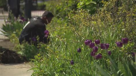 Migrants volunteer in community garden as they await placement at local shelters