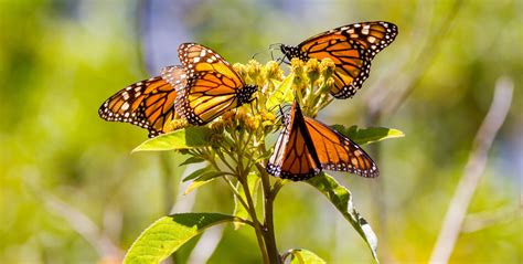 Migration Miracle: The Monarch Butterfly - fodm.org