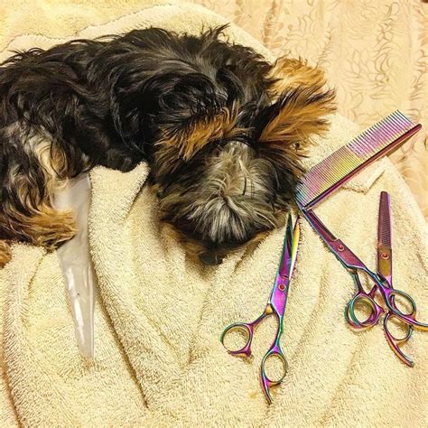 Mikayla Miller (@sassyscissorspetgrooming)’s videos with Fancy