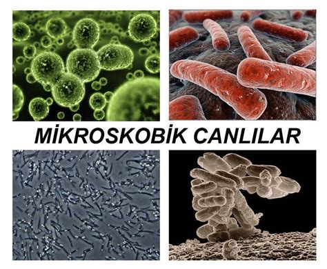 Mikroskobik canlılar
