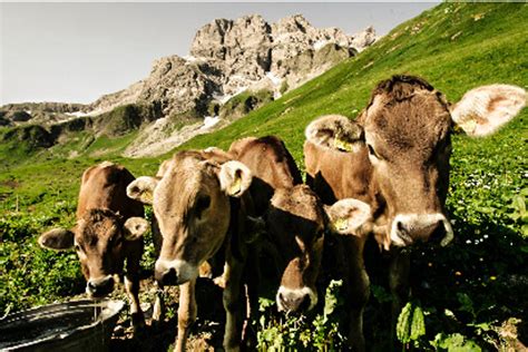 Milchregion Allgäu Unsere Bayerischen Bauern