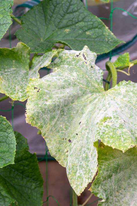 Mildew on cucumber plants? — BBC Gardeners