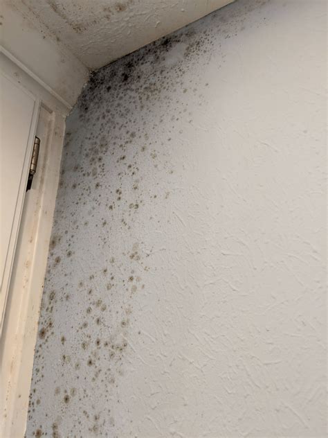 Mildew on walls. Both mould and mildew thrive in dark and damp environments and can be found on walls, ceilings, or surfaces that haven’t been cleaned or ventilated. However, mould is usually … 