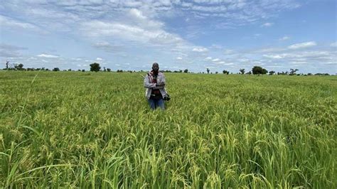 Militants kill 11 farmers in Nigeria’s north, raising fresh concerns about food supplies
