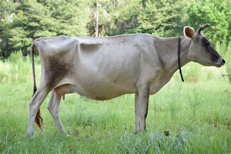 Milk cow for sale near me. Commercial Dairy Cows For Sale 1 - 11 of 11 Listings High/Low/Average Sort By: Show Closest First: City / State / Postal Code Featured Listing View Details 4 Updated: Monday, October 09, 2023 10:16 AM 400 Purebred Jersey - Cows Cows Commercial - Dairy Cattle Selling Price: Call for price Financial Calculator Listing Location: 
