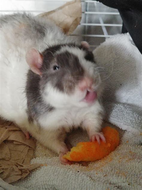 😈 +18 Milksicks Leaks
