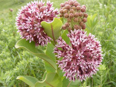 How to Plant Milkweed. Scatter seeds on top of the soil and cover with about ¼ inch of additional soil. Seeds will germinate in 7-10 days. Thin seedlings to 2 inches apart. Transplant seedlings when 3-6 inches tall. Plant transplants in blocks rather than long rows. Plant milkweed 18-24 inches apart.. 