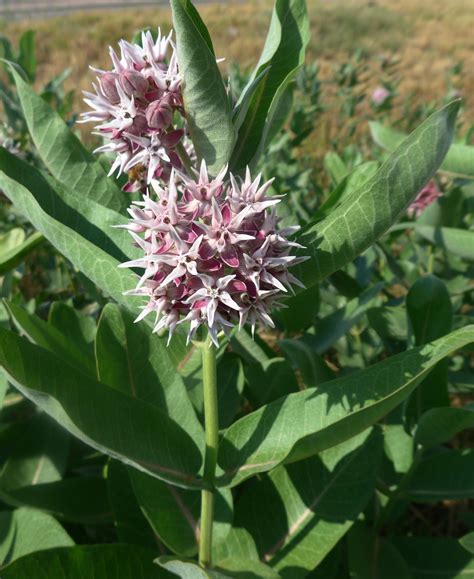 Milkweed medicinal. This study investigated the physicochemical, bactericidal and cytocompatibility properties of copper oxide (CuO) nanoparticles from giant milkweed medicinal plant were produced at different ... 
