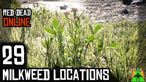 Milkweed rdr2. Hemp was used for a wide variety of purposes (rope, sails, etc.) but was faded out for more popular materials. It wasn't until 1900-1920's when Mexican immigrants brought over the idea of recreational use. Red Dead Redemption 2, if I remember correctly, is set in the year 1899. Though it is possible for medicinal uses of marijuana to be in the ... 