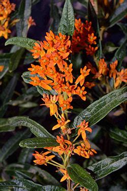 Milkweeds: Fascinating Plants, Home to Colorful Insects