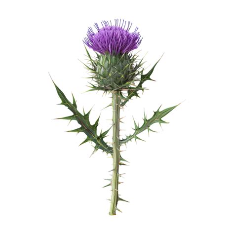 Milkx_Thistle Onlyfans Leak XXX 🍆 133 Photos