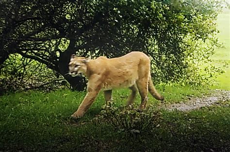 Mill Valley: Mountain lion spotted near intersection