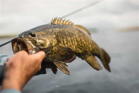 Mille Lacs Smallmouth Tips To Catch More Smallmouth Bass