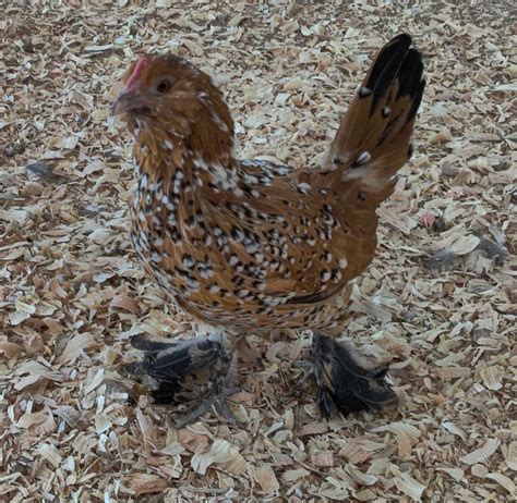 Speckled Sussex Day Old Chicks. CHICKENS. WATERFOWL. TURKEYS. HATCHING EGGS. 419-945-2651 info@meyerhatchery.com. Speckled Sussex Chickens are a beautiful and large dual purpose breed, laying nice brown eggs, and able to put on plenty of weight..