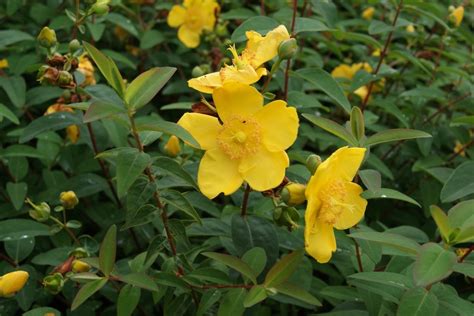 Millepertuis - Hypericum Hidcote - Jardins du monde