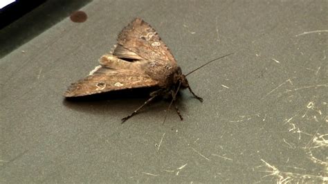Miller moths are here, and 'they're everywhere!'