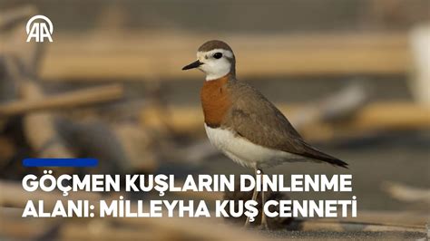 Milleyha Kuş Cenneti