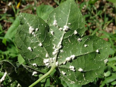 Millie bugs. Start by isolating your plant to prevent these insects from infecting nearby plants. Dip a cotton swab in rubbing alcohol and touch each mealybug to dissolve the white covering and kill the insect below. Test this method on a leaf or two before treating the whole plant. Repeat weekly and continue to monitor this and other plants for mealybugs. 