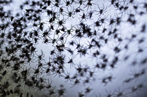 Million spiders. Things To Know About Million spiders. 