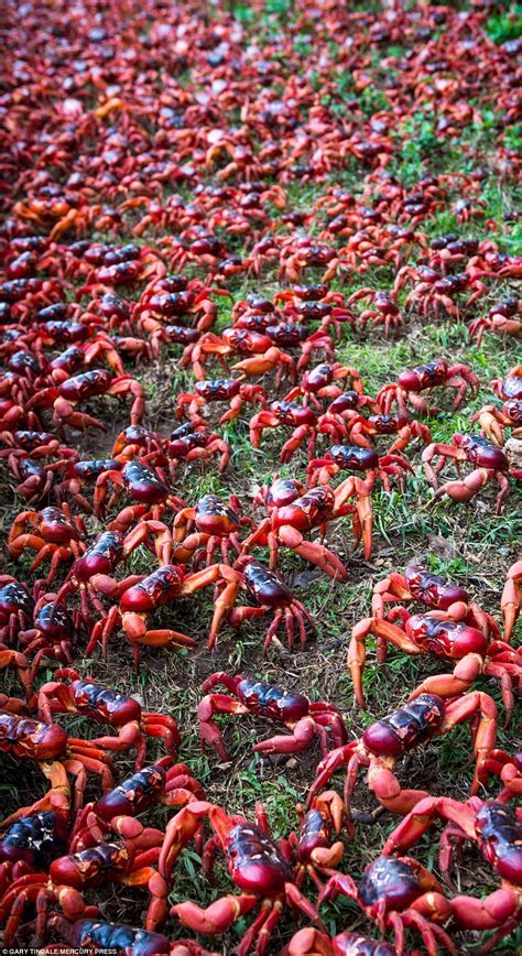 Millions of crabs. Nov 18, 2021 · Tens of millions of red crabs have begun their annual migration on Christmas Island, near Australia. This spectacular yearly event sees around 50 million red crabs travel from their homes in the ... 