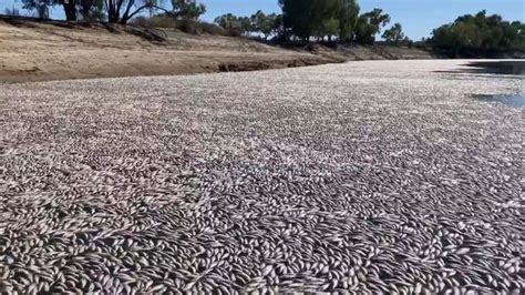 Millions of dead fish wash up amid Australian heat wave