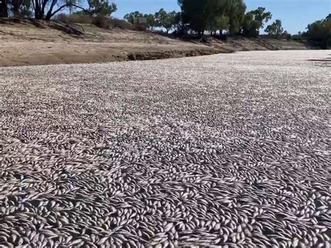 Millions of dead fish wash up amid heat wave in Australia