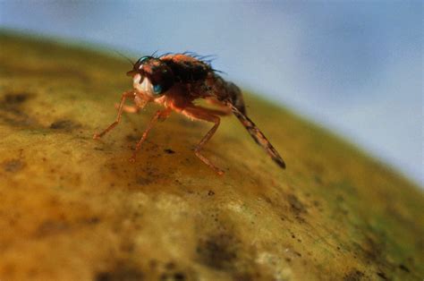 Millions of fruit flies will be dropped on Los Angeles