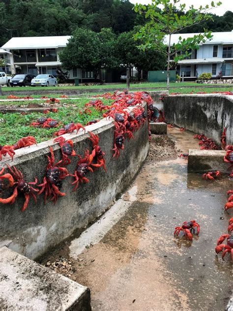 Millions of red crabs close roads during stunning migration