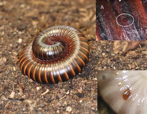 Millipede Facts for Kids Sciencing