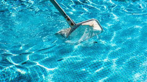 Millipede Type Bugs In Pool - Swimming Pool Help