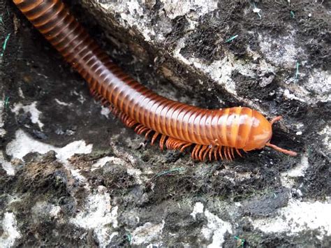 Millipedes in house. Help get rid of millipedes in the house by learning what millipedes eat, where they live, what attracts them, and more. Millipedes have a rigid exterior and mostly feed on decaying vegetable matter. They do not bite, sting, infest food, spread diseases, or cause damage in the home. When disturbed or threatened, millipedes roll themselves into a ... 