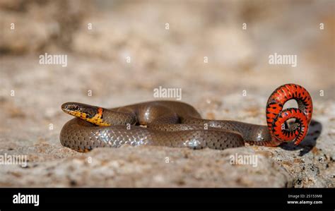 Mills Snake Onlyfans Leak