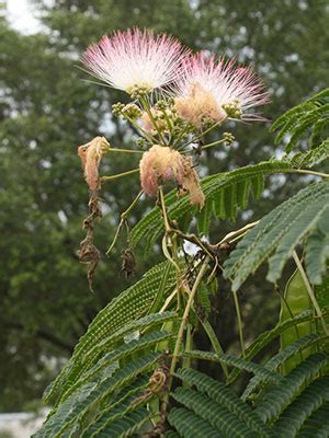 Mimosa Tree - University of Florida, Institute of Food and …