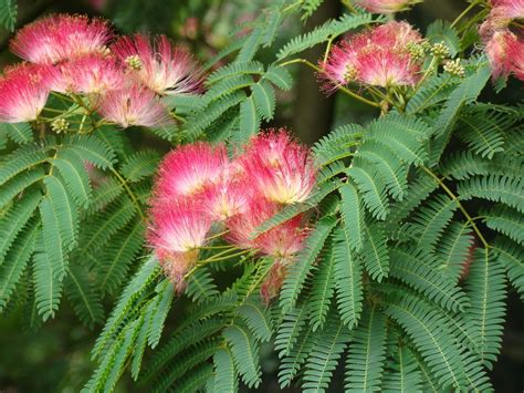 Mimosa Trees (Albizia Julibrissin): Facts, Flowers, Leaves …