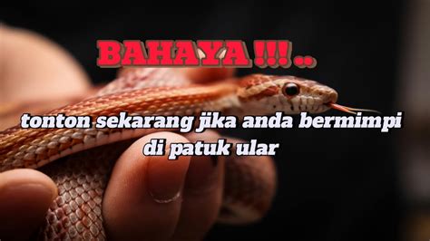 Mimpi di patuk ular togel. Prediksi sdy 24 oktober 2022.