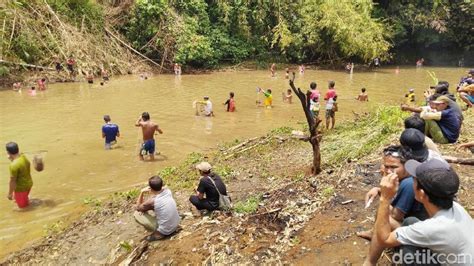 Mimpi melihat ikan banyak di sungai togel. New member.