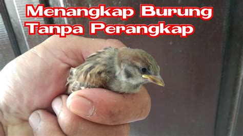 Mimpi menangkap burung perkutut dengan tangan togel. Hari senin tanggal.