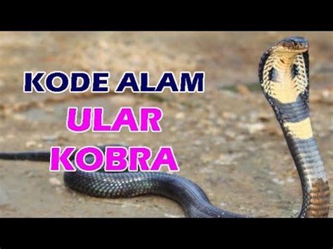 Mimpi ular kobra hitam togel. Situs togel.