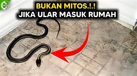 Mimpi ular masuk rumah tapi keluar lagi. .  <a href=https://dev.getalpha.net/...